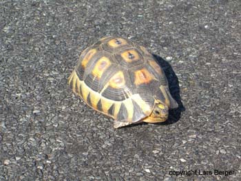 SchildkrÃƒÂ¶te Lambertsbay