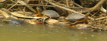 SchildkrÃƒÂ¶ten am Rio San Carlos