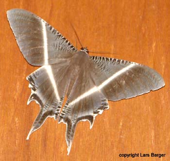 Schmetterling