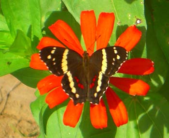 Schmetterling an der nicaraguanischen Grenze02