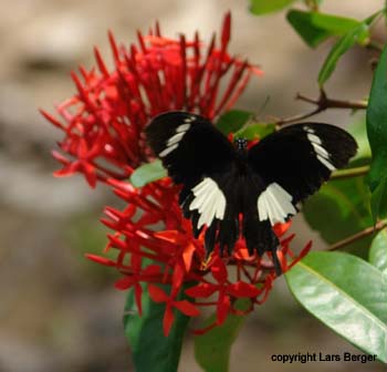 Schmetterling in Sukai
