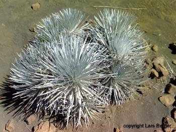 Silversword1