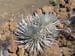 Silversword3 Silversword3