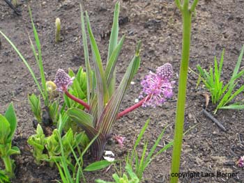 Tendele Treck36- blumen