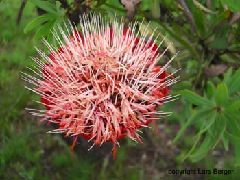 Tendele Treck37- blumen