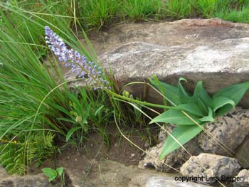 Tendele Treck3 - blumen