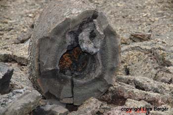 Tree Molds im 1974 Flow2