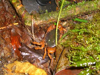 Urwaldkrabbe