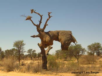 Webervogelnest.5JPG
