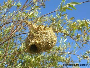 Webervogelnest