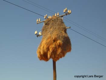 Webervogelnest2