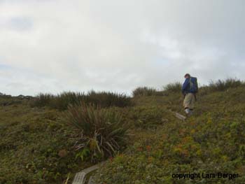 bog, seltenes hawainianisches Hochmoor