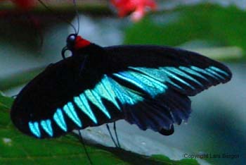 buuterfly buuterfly