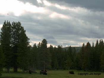 db_Buffel_im_Yellowstone_2