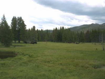 B�ffel im Yellowstone