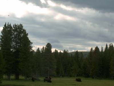 B�ffel im Yellowstone 2