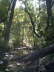 Fossile Springs 1