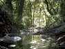 Fossile Springs 3