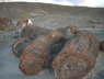 Petrified Forest
