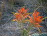 Sage Brush