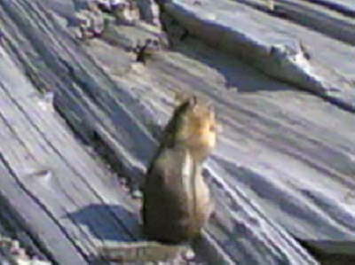 Vulkanh�rnchen