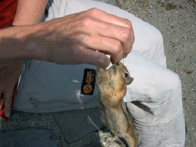 Vulkanh�rnchen 2