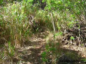 eingang in den Wailau TRail