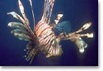 feuerfisch03