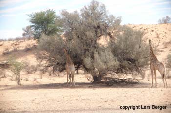 frontiere national griraffe2