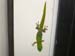 gecko gecko
