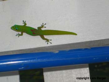 gecko3