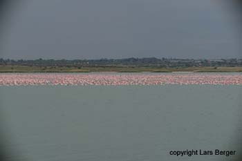 lesser flamingos1