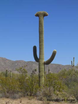 organ pipes1