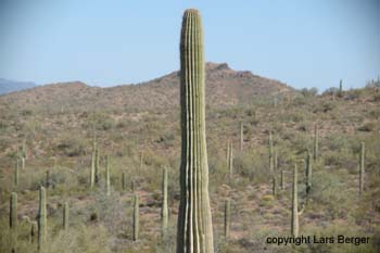 organ pipes28