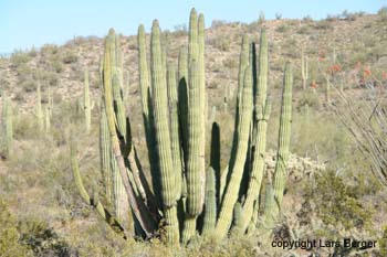 organ pipes29