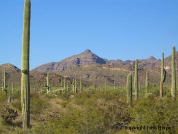 organ pipes9