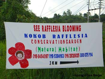 so wird die Rafflesia an der StraÃƒÅ¸e angekÃƒÂ¼ndigt