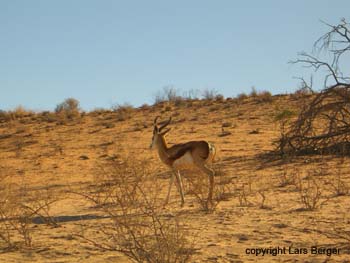 transfrontier antilope 1