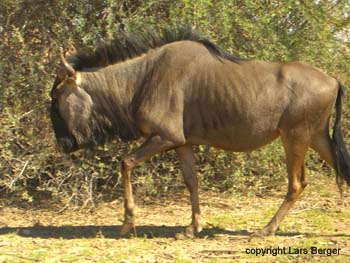 transfrontier antilope 3