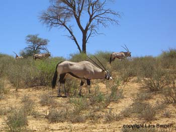 transfrontier antilope 4