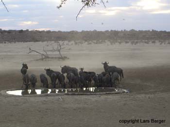 transfrontier antilope 6