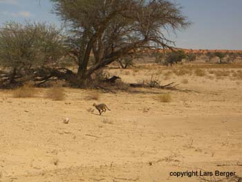 transfrontier wildkatze 3