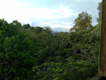 tree tops2 tree tops2
