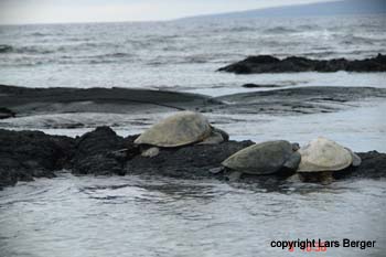 turtles bei puako